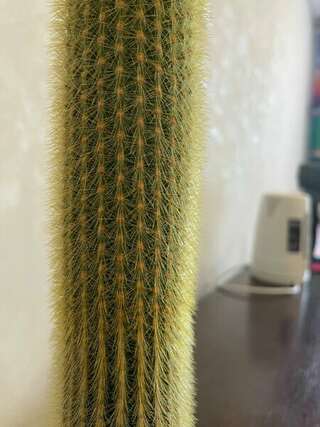 Гостевой дом Форсаж Бийск Классический четырехместный номер-2